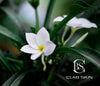 Immagine fiore frangipane bianco. Clabskin